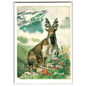 Vintage 1979 USSR Markhor Mountain Goat Wildlife Art Postcard